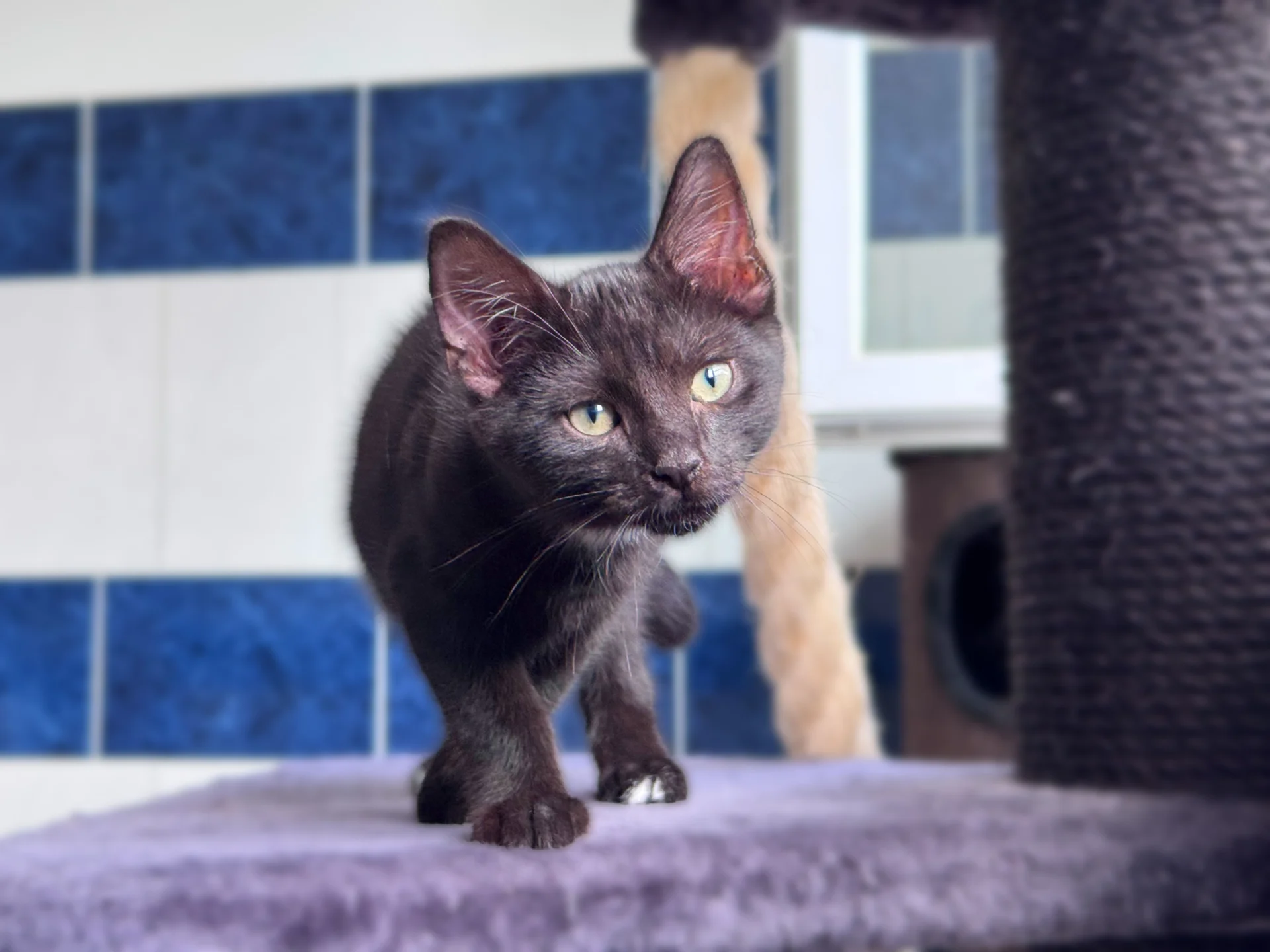 Zur Galerie: Muffin