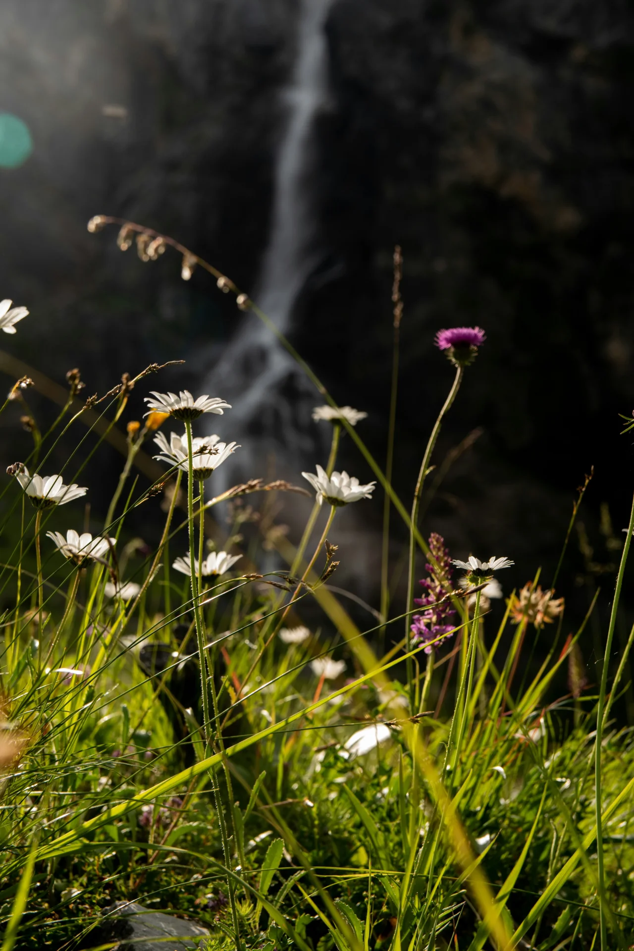 Bergblumen  (Bild vergr&ouml;&szlig;ern)