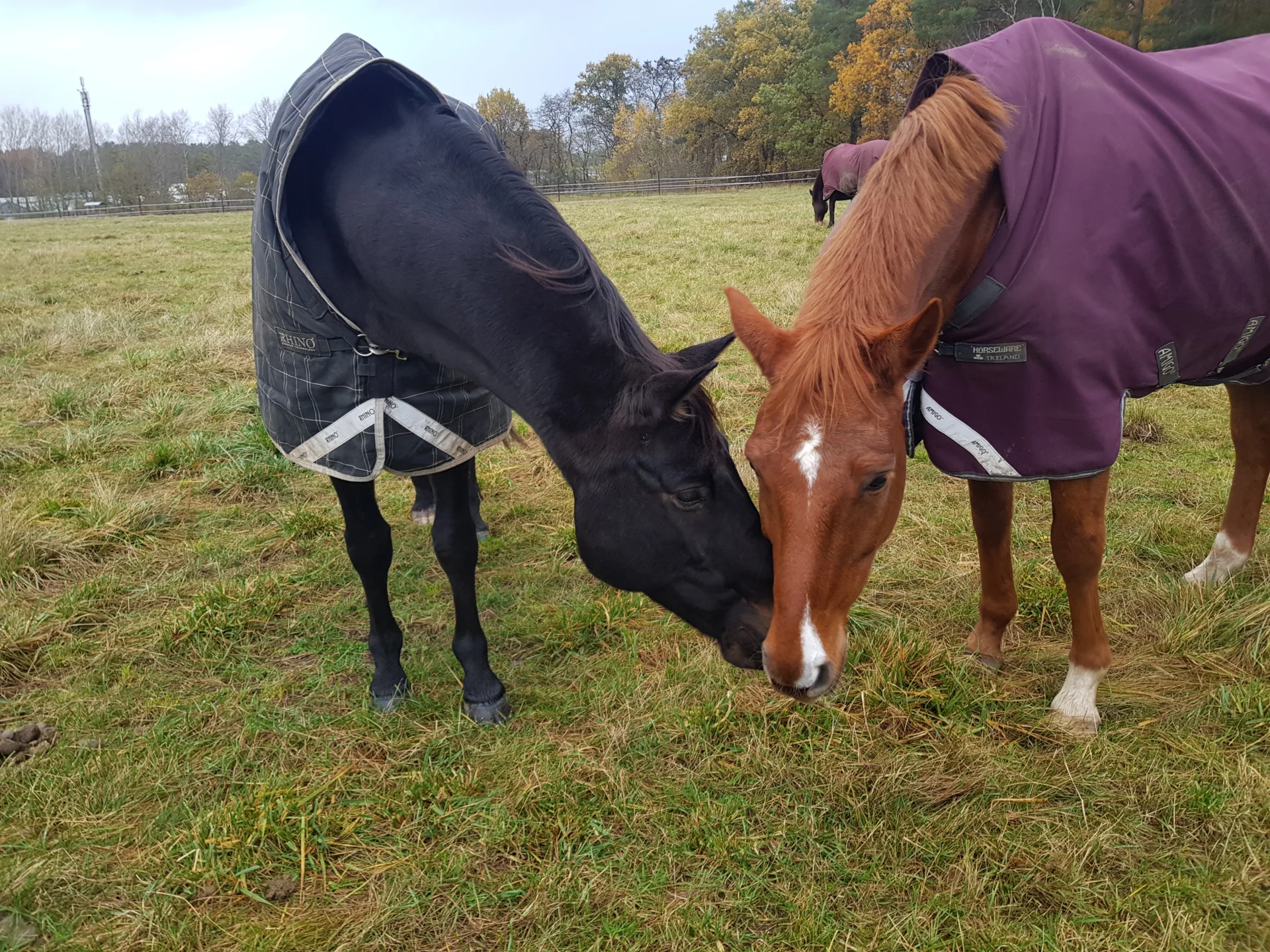 Pferde kuscheln  (Bild vergr&ouml;&szlig;ern)
