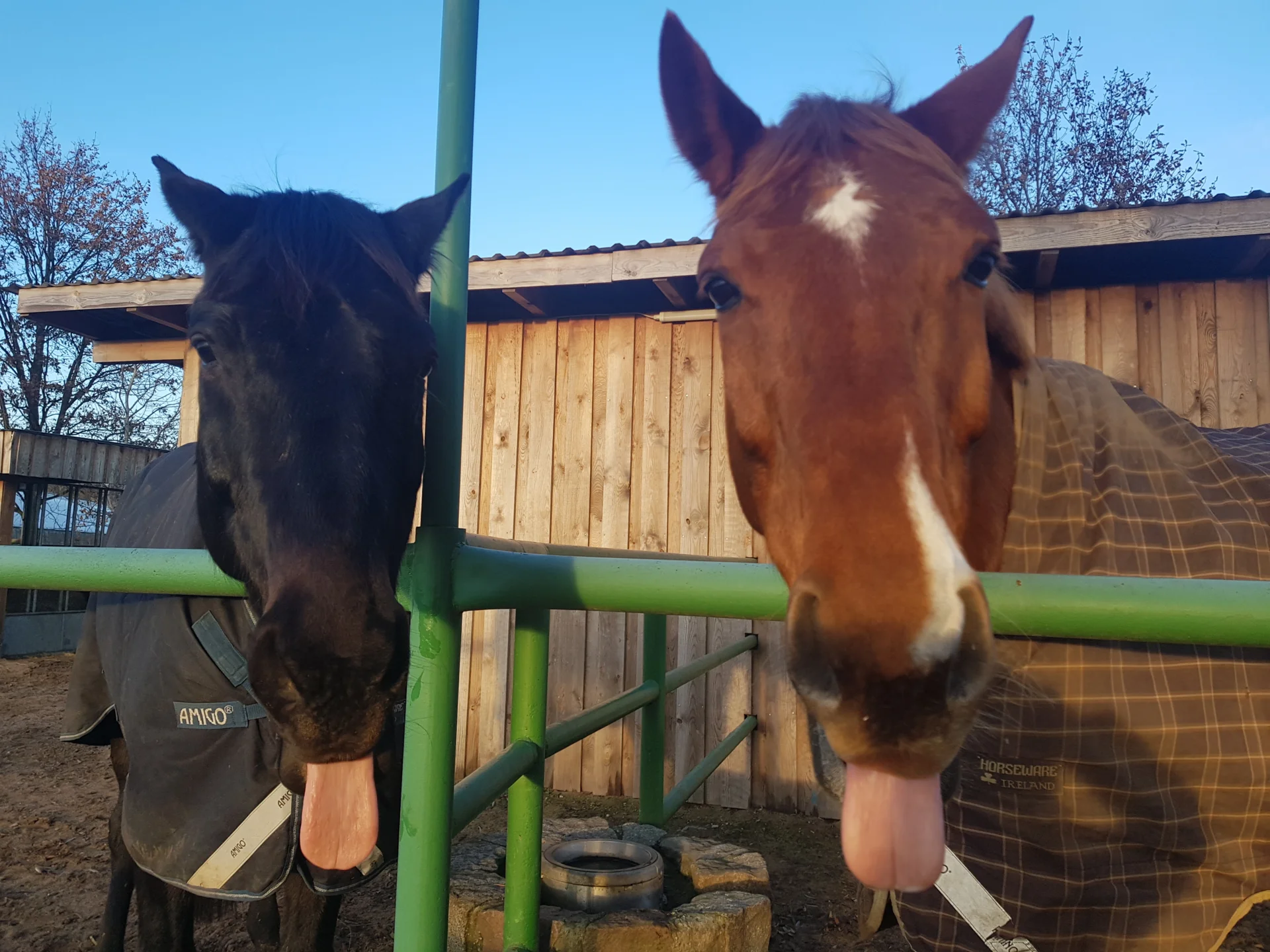 Foto der Galerie: About Equi-Feedback