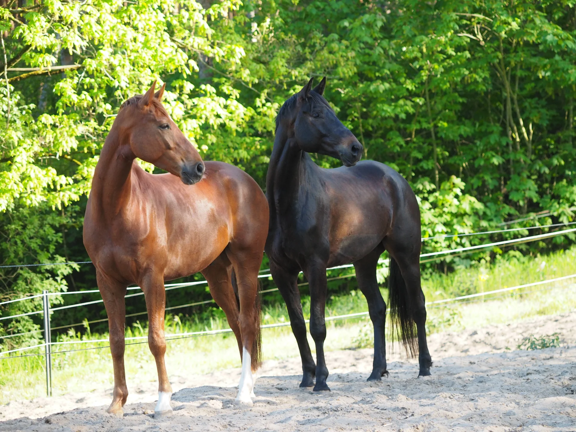 Foto der Galerie: About Equi-Feedback