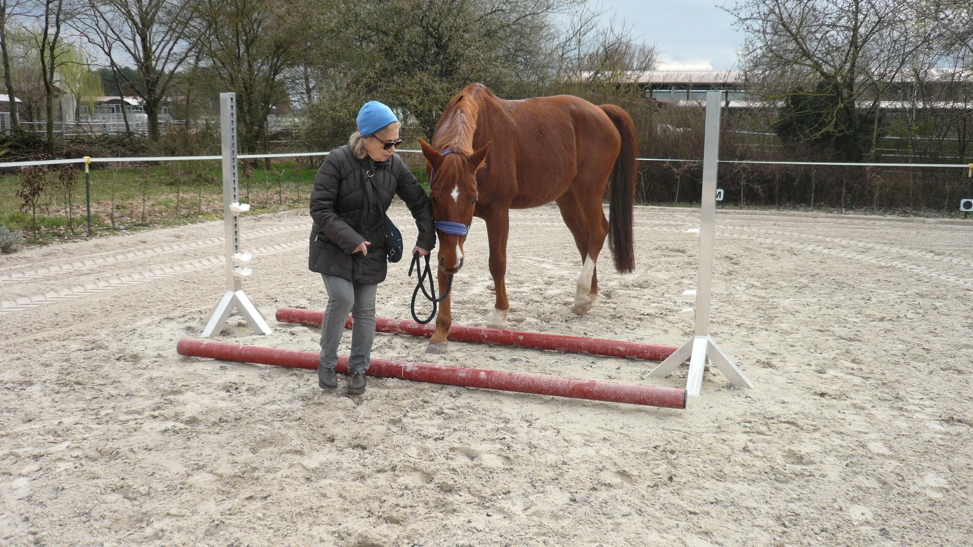 Alte Frau f&uuml;hrt Pferd &uuml;ber Stangen  (Bild vergr&ouml;&szlig;ern)