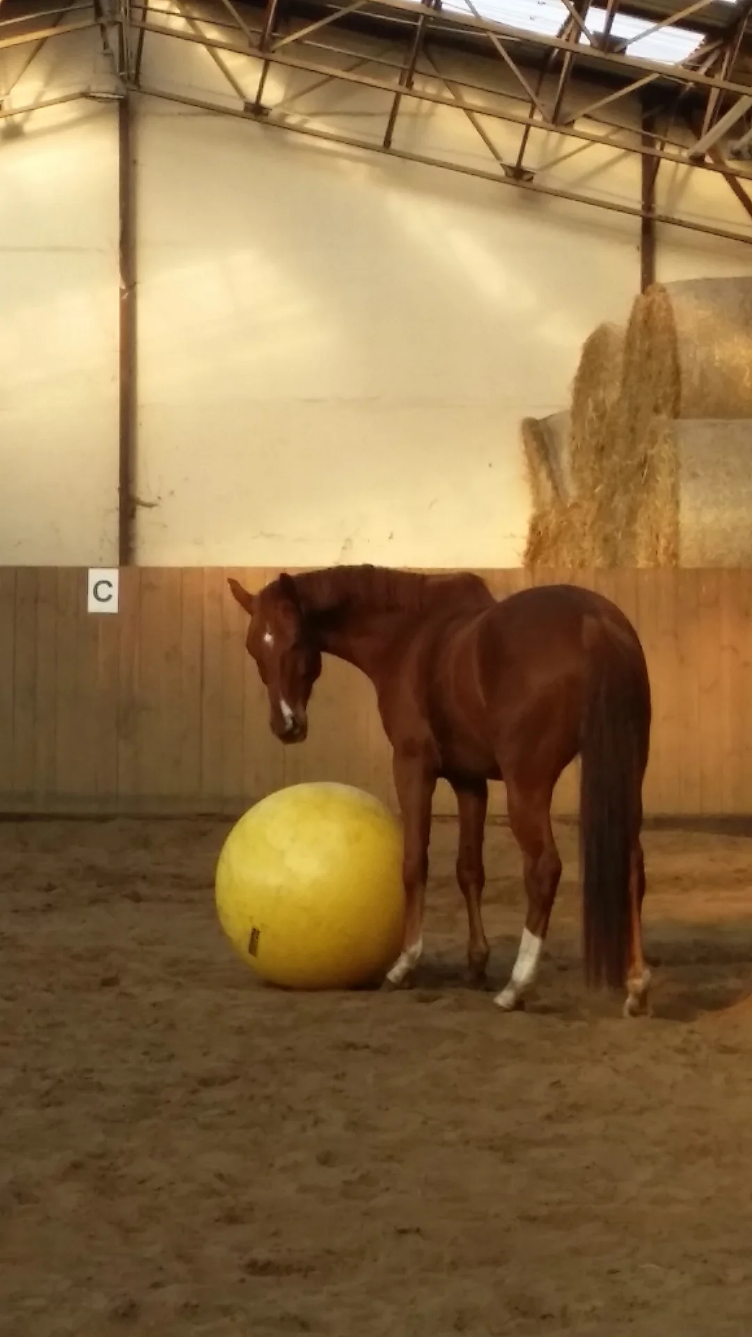 Pferd mit Ball  (Bild vergr&ouml;&szlig;ern)