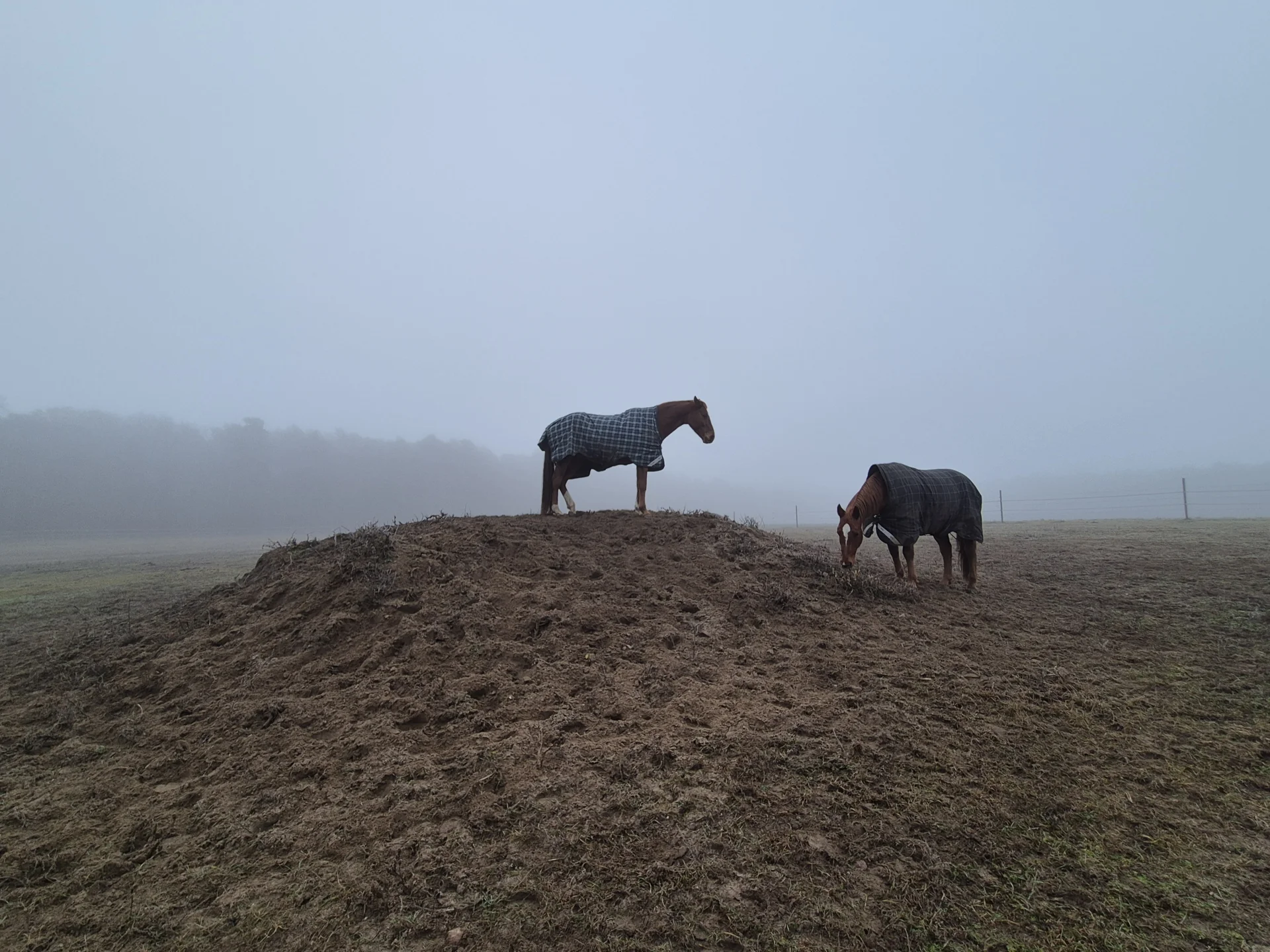Pferde im Nebel  (Bild vergr&ouml;&szlig;ern)