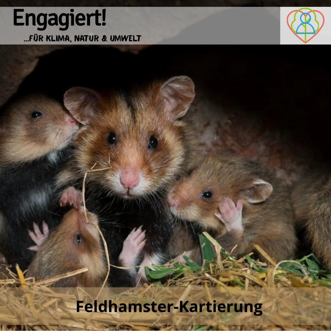 Feldhamster-Kartierung  (Bild vergr&ouml;&szlig;ern)