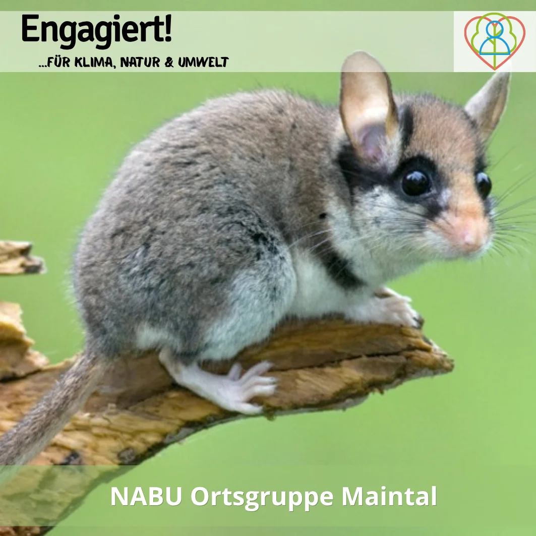 NABU Ortsgruppe Maintal  (Bild vergr&ouml;&szlig;ern)