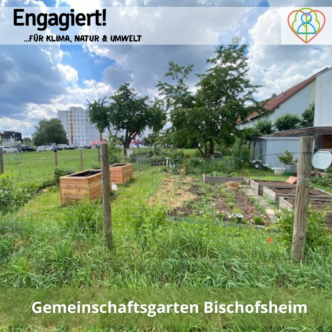 Gemeinschaftsgarten Bischofsheim  (Bild vergr&ouml;&szlig;ern)