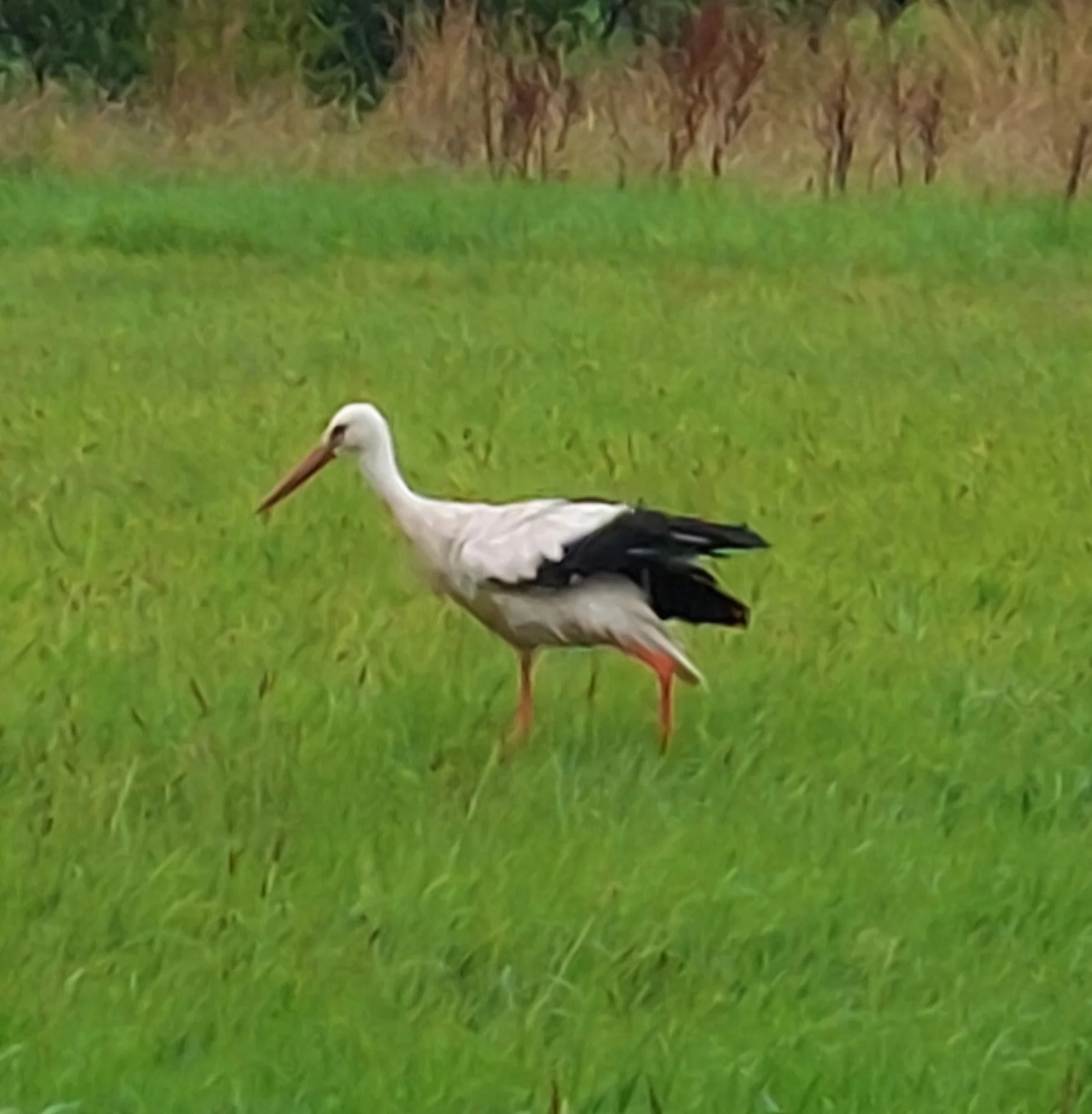 Storch auf der Zirkuswiese 
