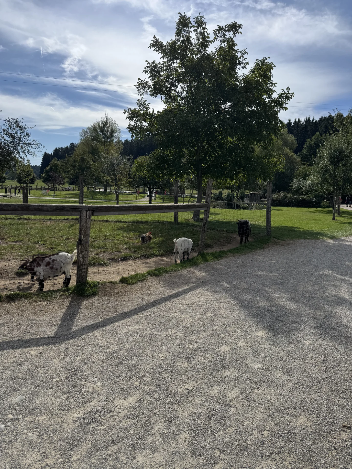 Ausflug in Wildtierpark 🐐  (Bild vergr&ouml;&szlig;ern)