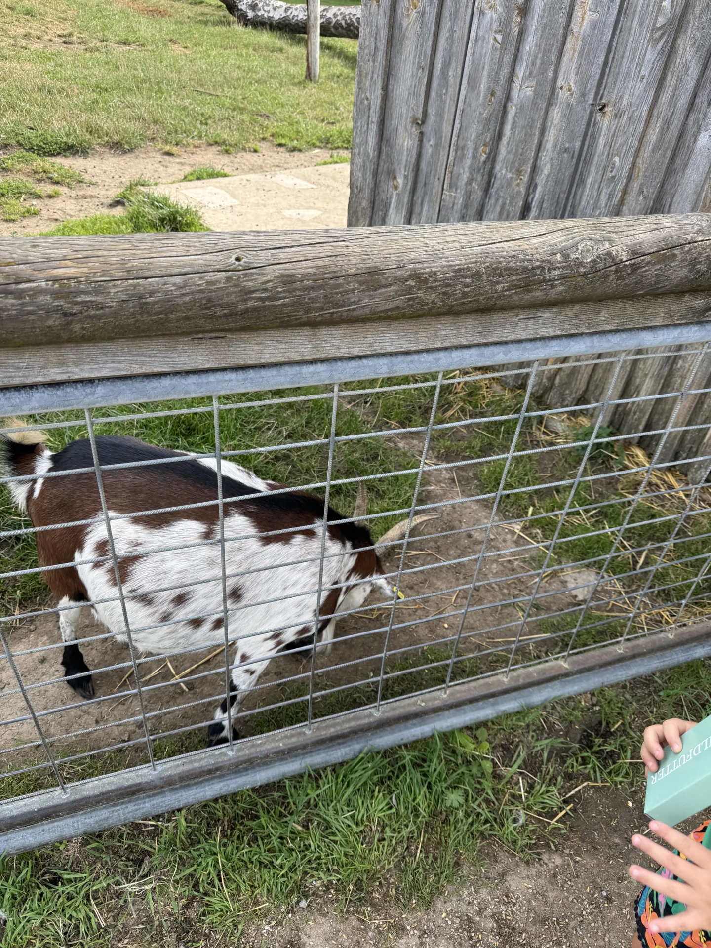 Ausflug in Wildtierpark 🐐  (Bild vergr&ouml;&szlig;ern)