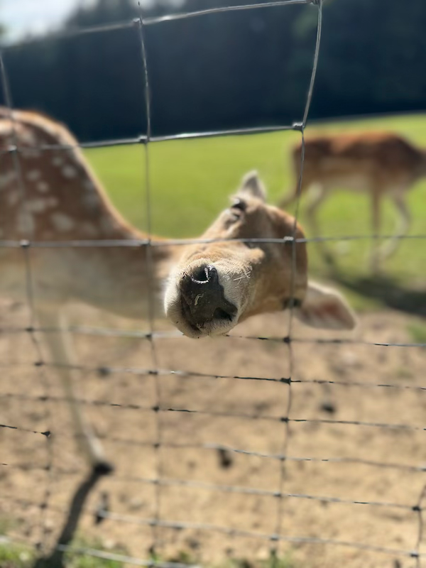 Ausflug in den Wildtierpark 🦌  (Bild vergr&ouml;&szlig;ern)
