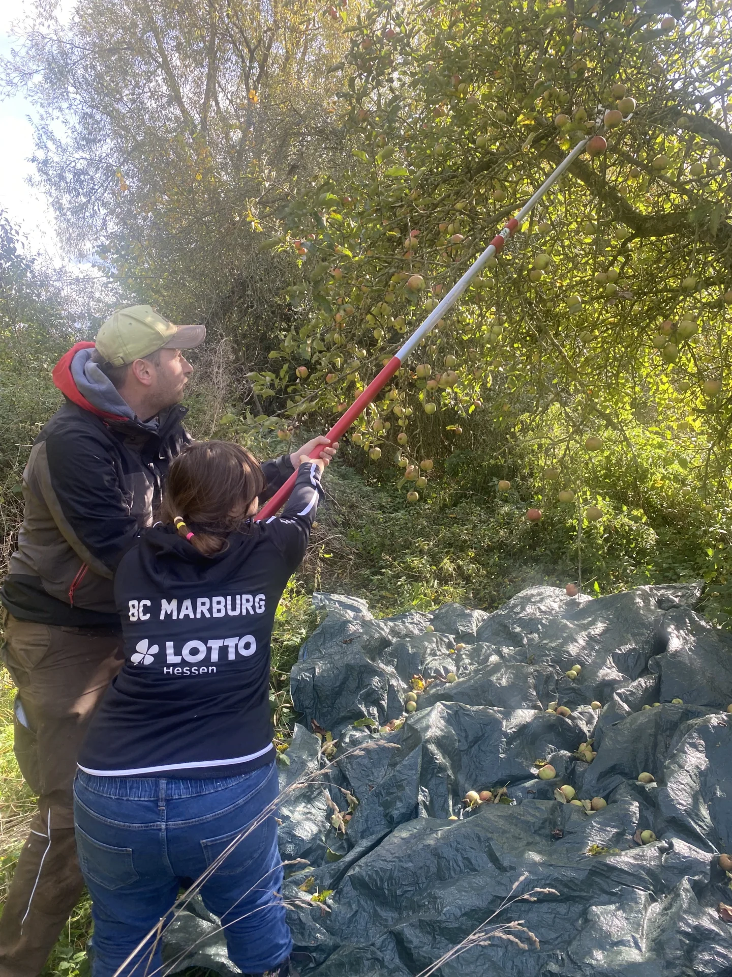 Bild: Wir ernten Äpfel auf der Streuobstwiese