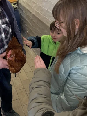 Vorschaubild: Wir haben ein Huhn gestreichelt!