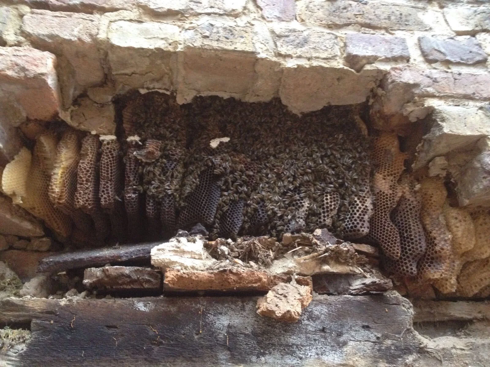 Zur Galerie: Bienen in der Mauerwerk