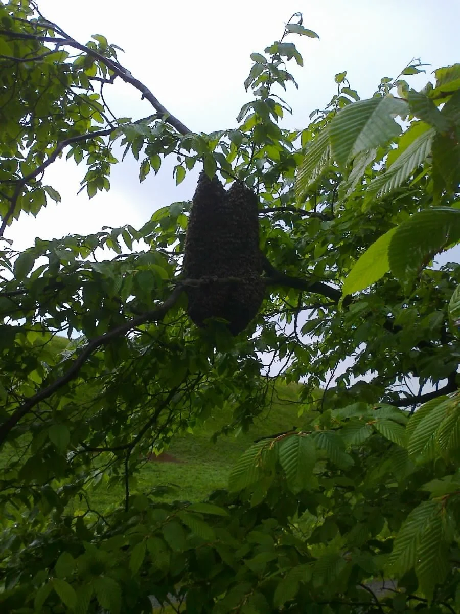 Zur Galerie: Schwarm im Baum
