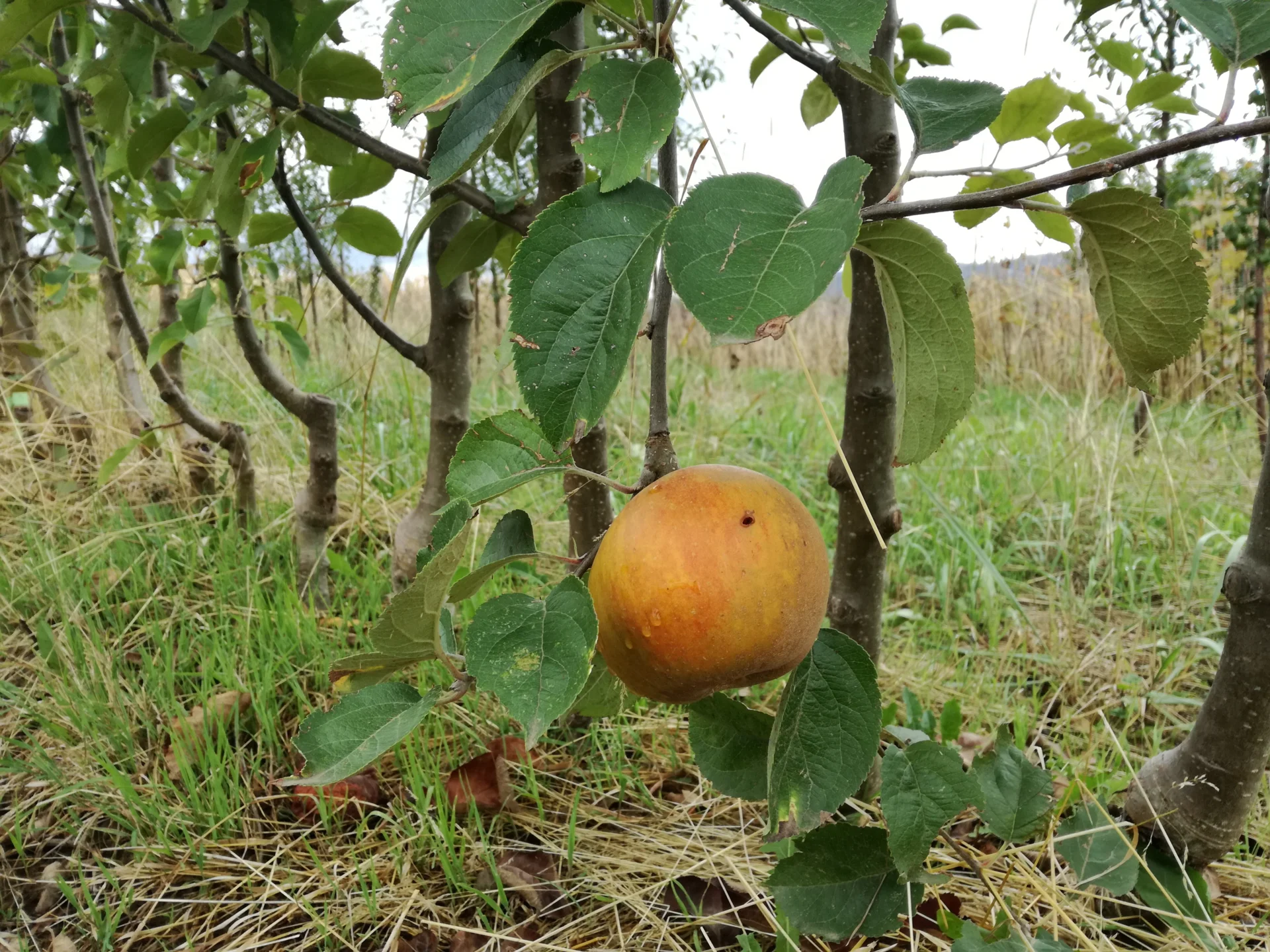Zur Galerie: Buschbäume