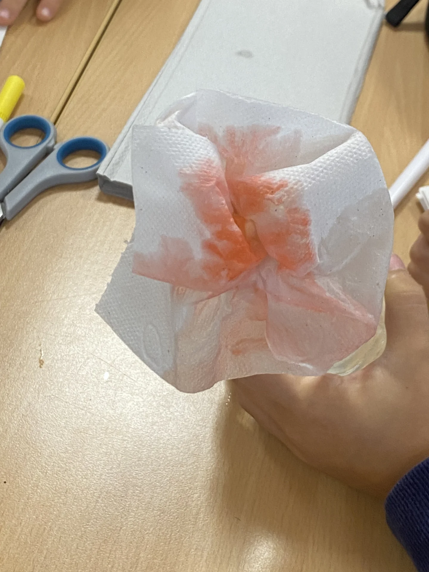 beobachten Klopapierblumen  (Bild vergr&ouml;&szlig;ern)