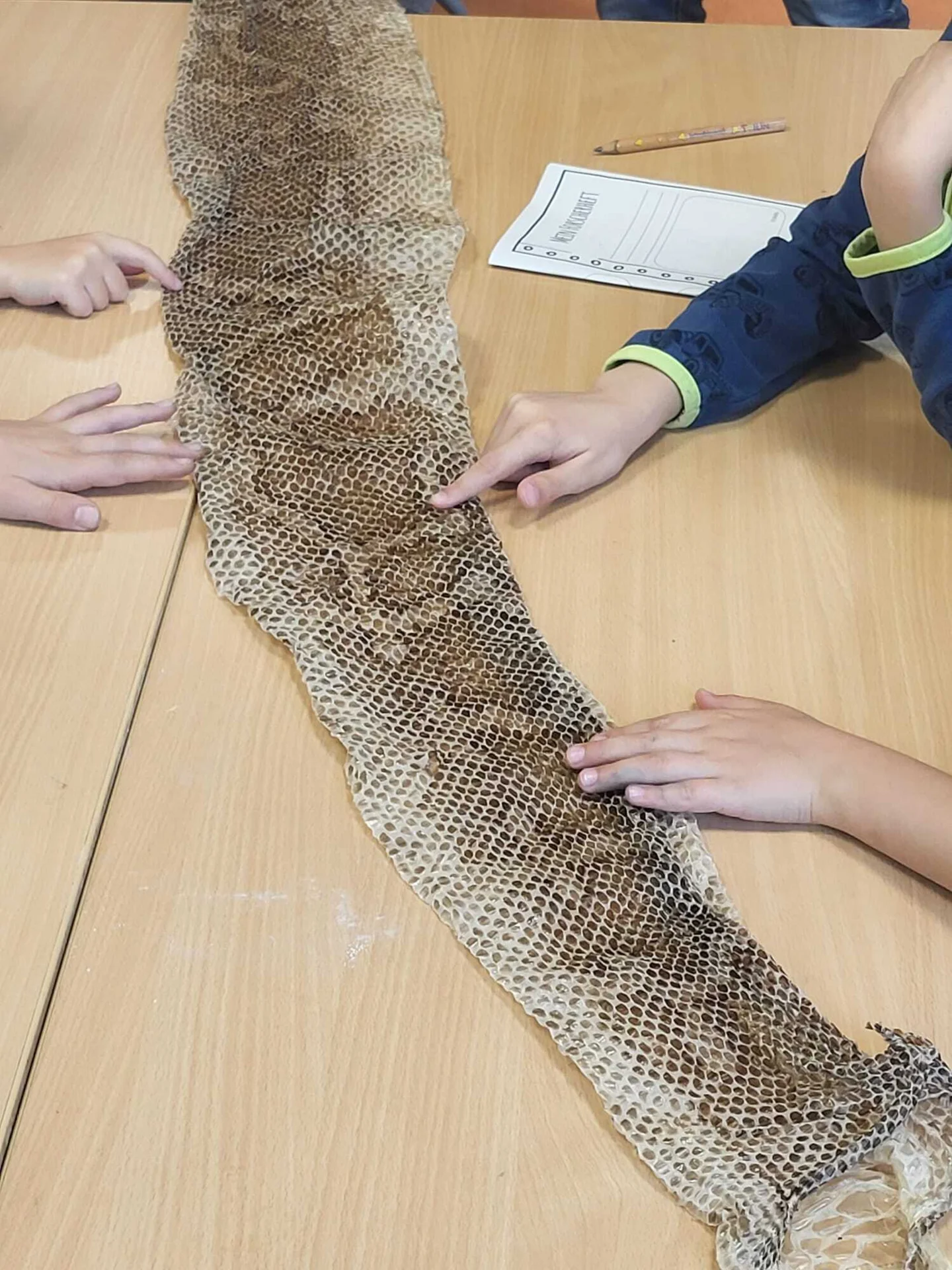 Foto der Galerie: Die Zooschule bei uns 🐍