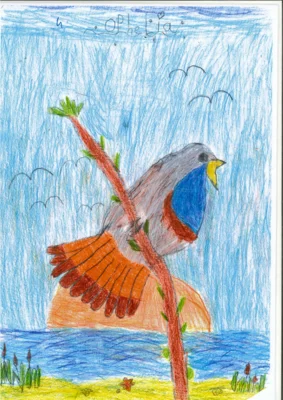 Vorschaubild: Platz 1, Blaukehlchen von Ophelia Neu, 7 Jahre, 