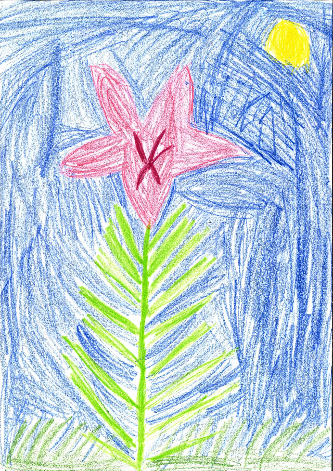 Bild: Platz 1, Raue Nelke von Veronika Rejmann, 5 Jahre,