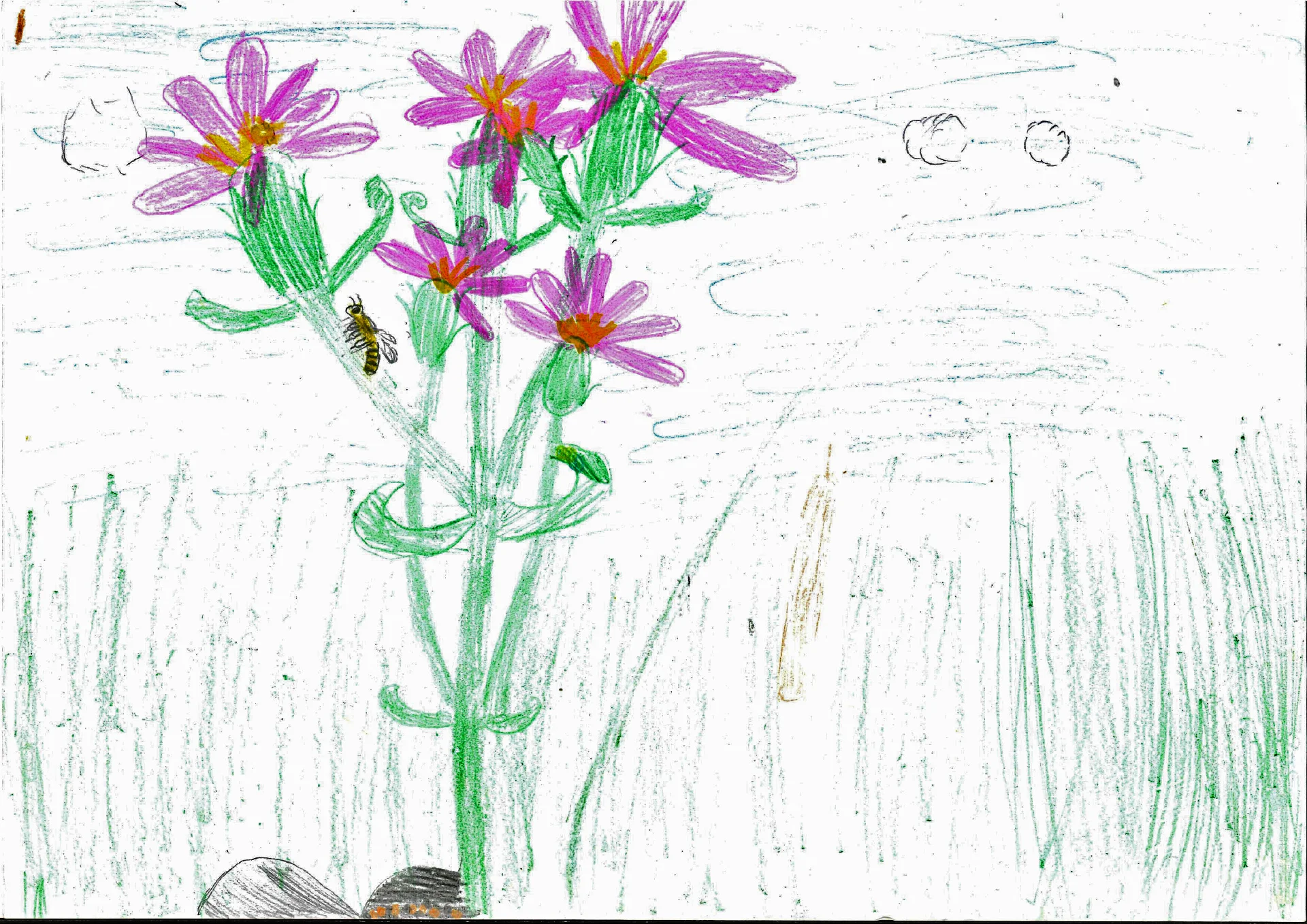 Bild: Platz 3, Tausendgüldenkraut von Annabell Brüggemann, 8 Jahre,