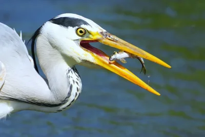 Vorschaubild: Platz 1, Graureiher mit erfolgreichen Fischfang von Wuttke Lothar