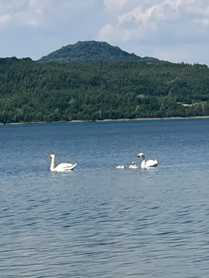 Vorschaubild: Schwanenfamilie von Thomas Krämer
