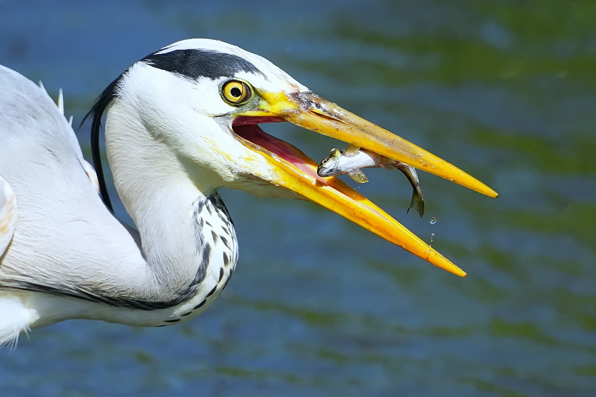 Bild: Platz 1, Graureiher mit erfolgreichen Fischfang von Wuttke Lothar