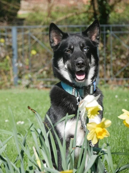 Schulhund Kylo