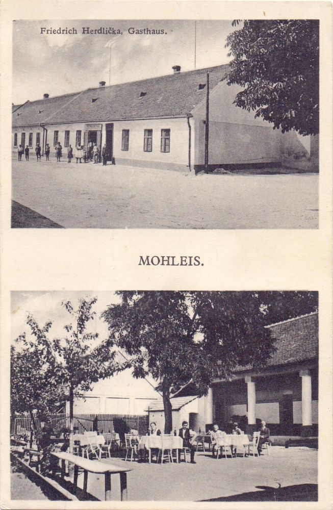 Mohleis