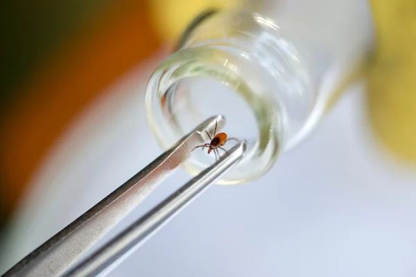 Borreliose