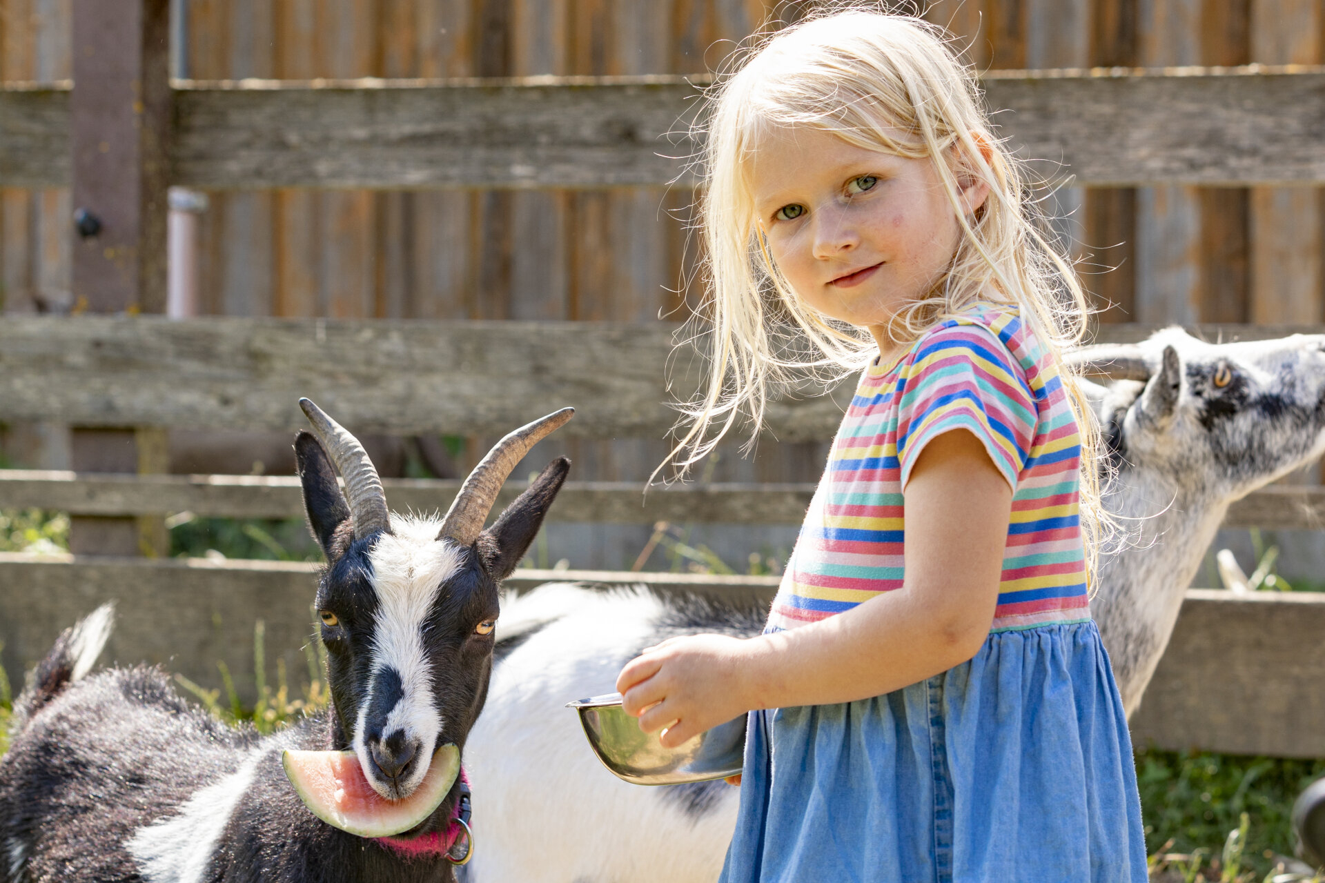 Kind füttert Ziege