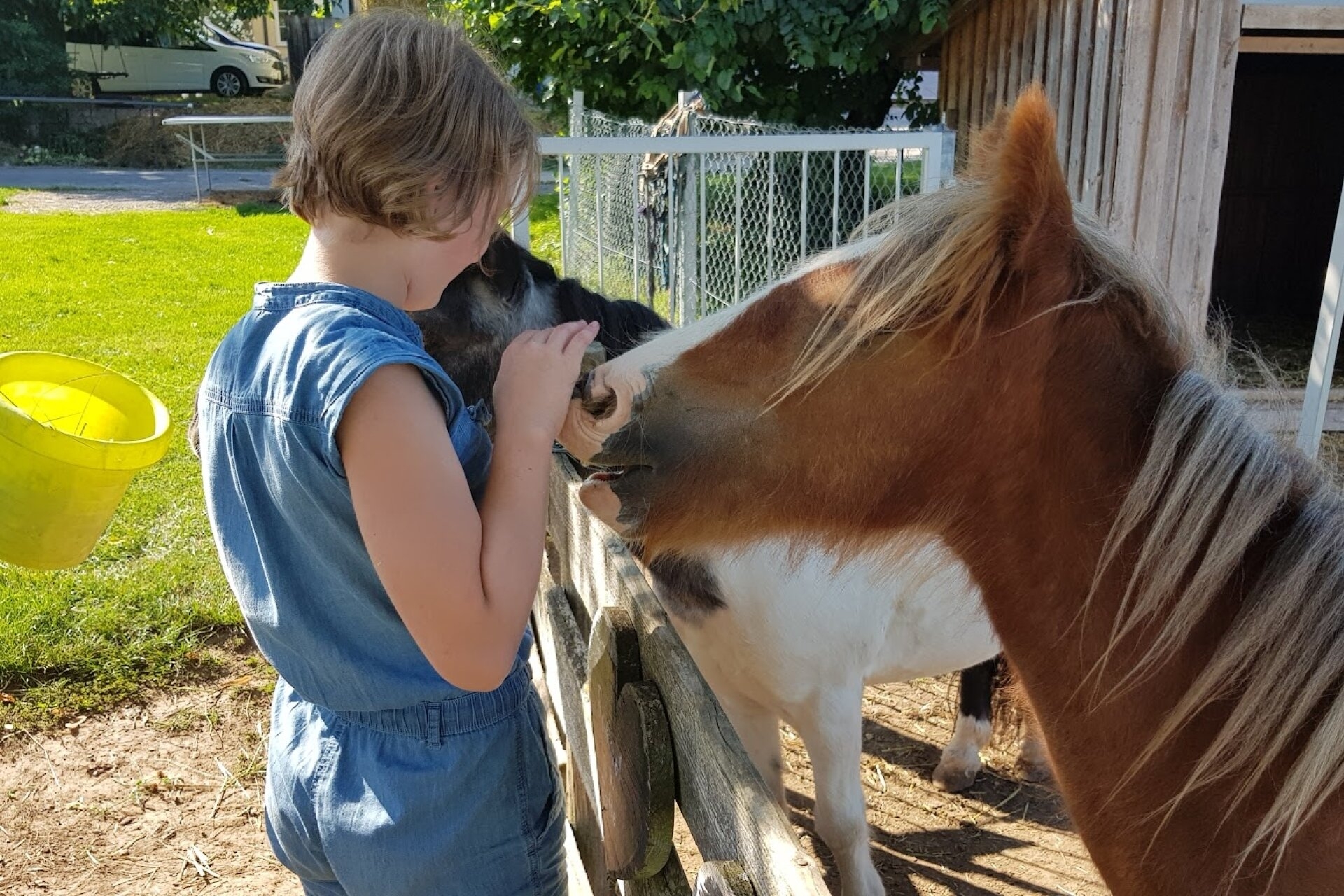 fütterung-der-ponys
