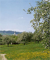 Obstgarten
