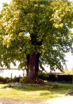 Vorschaubild Dreibaum von Bärwalde