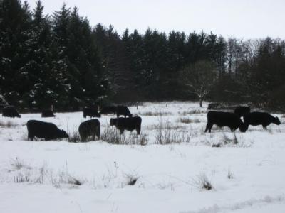 Das Bild zeigt eine Herde Galloways, die sich im Schnee ihr Futter suchen muß.