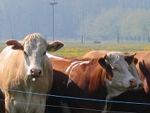 Vorschaubild Hirschfeld Agrar GmbH - Fleisch und Wurstwaren
