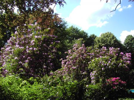 Rhododendron-Blüte