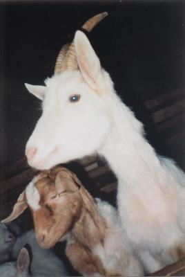 Vorschaubild Ziegenprodukte Wokurka