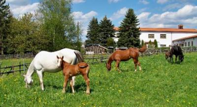 Vorschaubild Marbach Quarterhorses