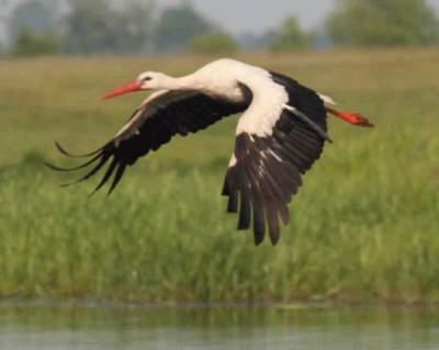 Vorschaubild Falkenberg (Mark) - Geheimtipp für Naturfreunde