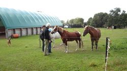 Vorschaubild Tiergestützte Therapie &amp; Pferdesportdienstleistung