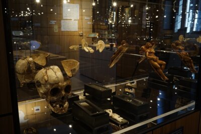 Vorschaubild Museum - Naturalienkabinett Waldenburg