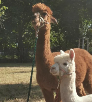 Vorschaubild AlpakaNinchen