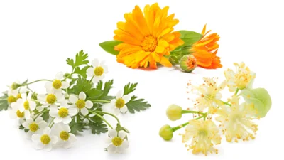 Vorschaubild Ganzheitliche Gesundheitsberatung  & Phytotherapie