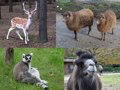 Damhirsch-Quessantschafe-Katta-Trampeltier