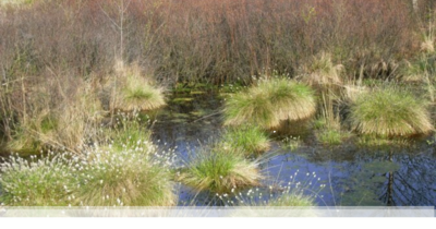 Naturschutzgebiet Witte- und Hollermoor