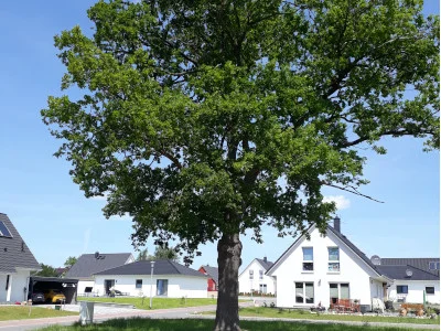 Bild von Bartelshagen I