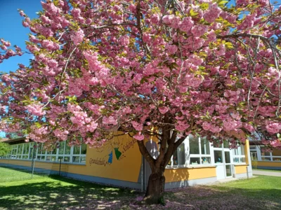 Grundschule Schönfeld