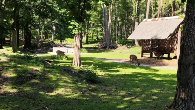 Vorschaubild Wildgehege Stannewisch